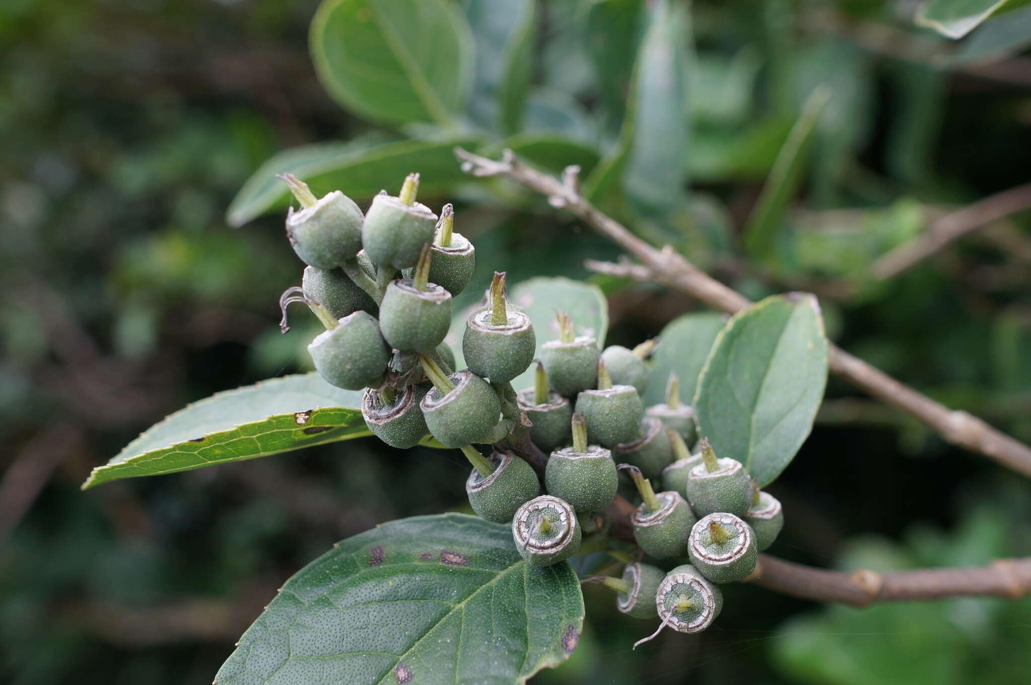 Image of Deutzia pulchra S. Vidal