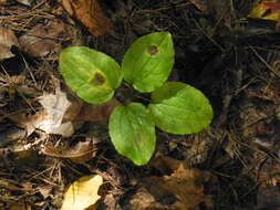 Image of Huger's carrionflower