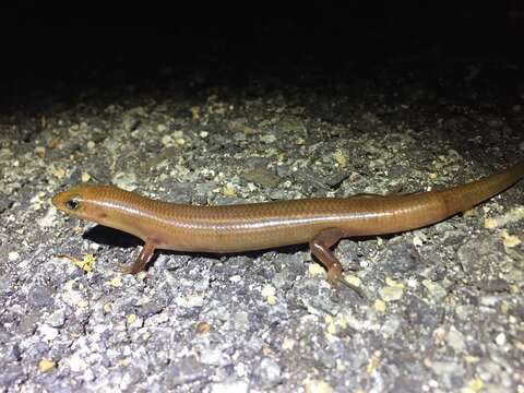 Image of Black-tailed Bar-lipped Skink