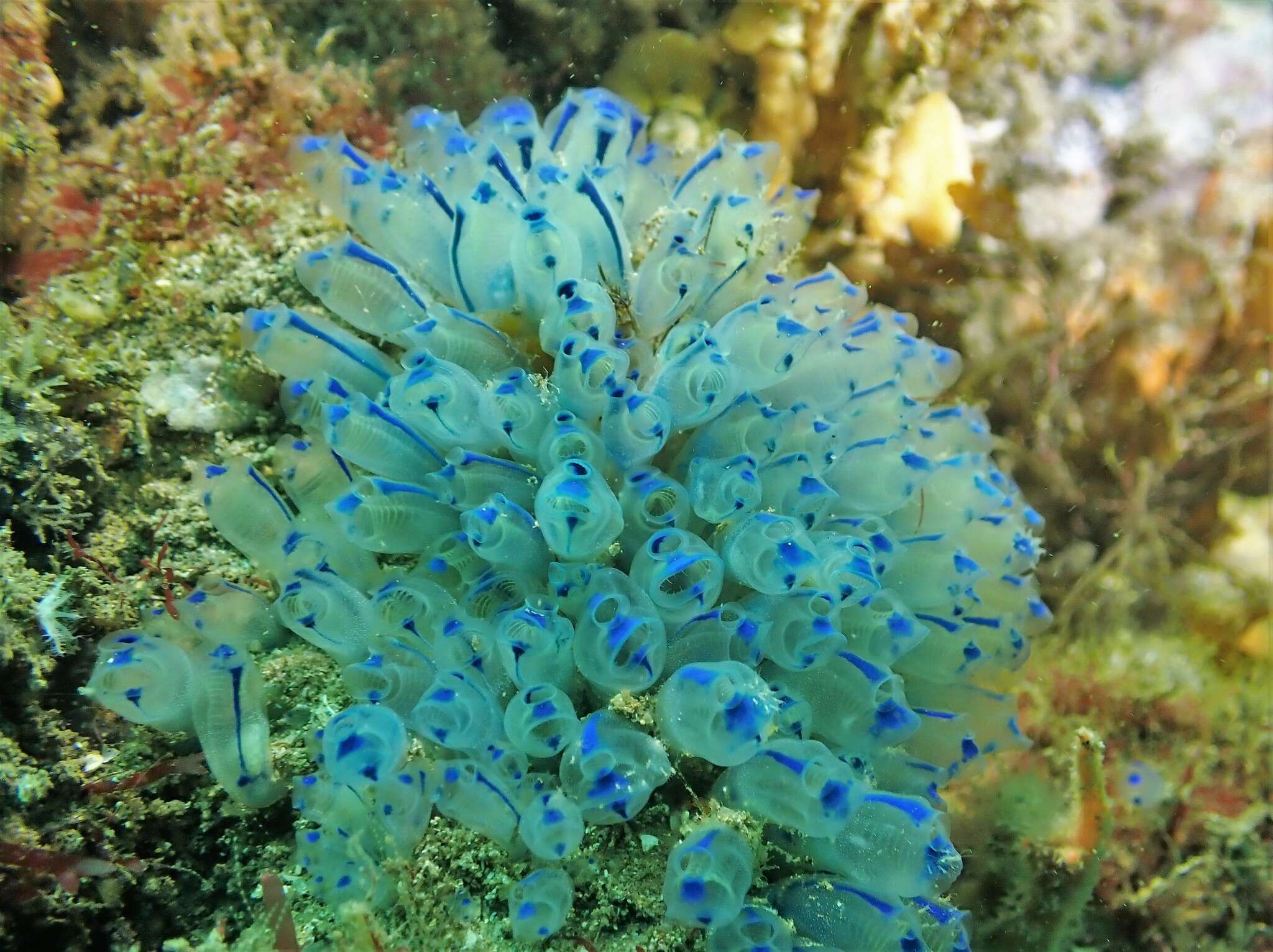 Image of Clavelina australis (Herdman 1899)