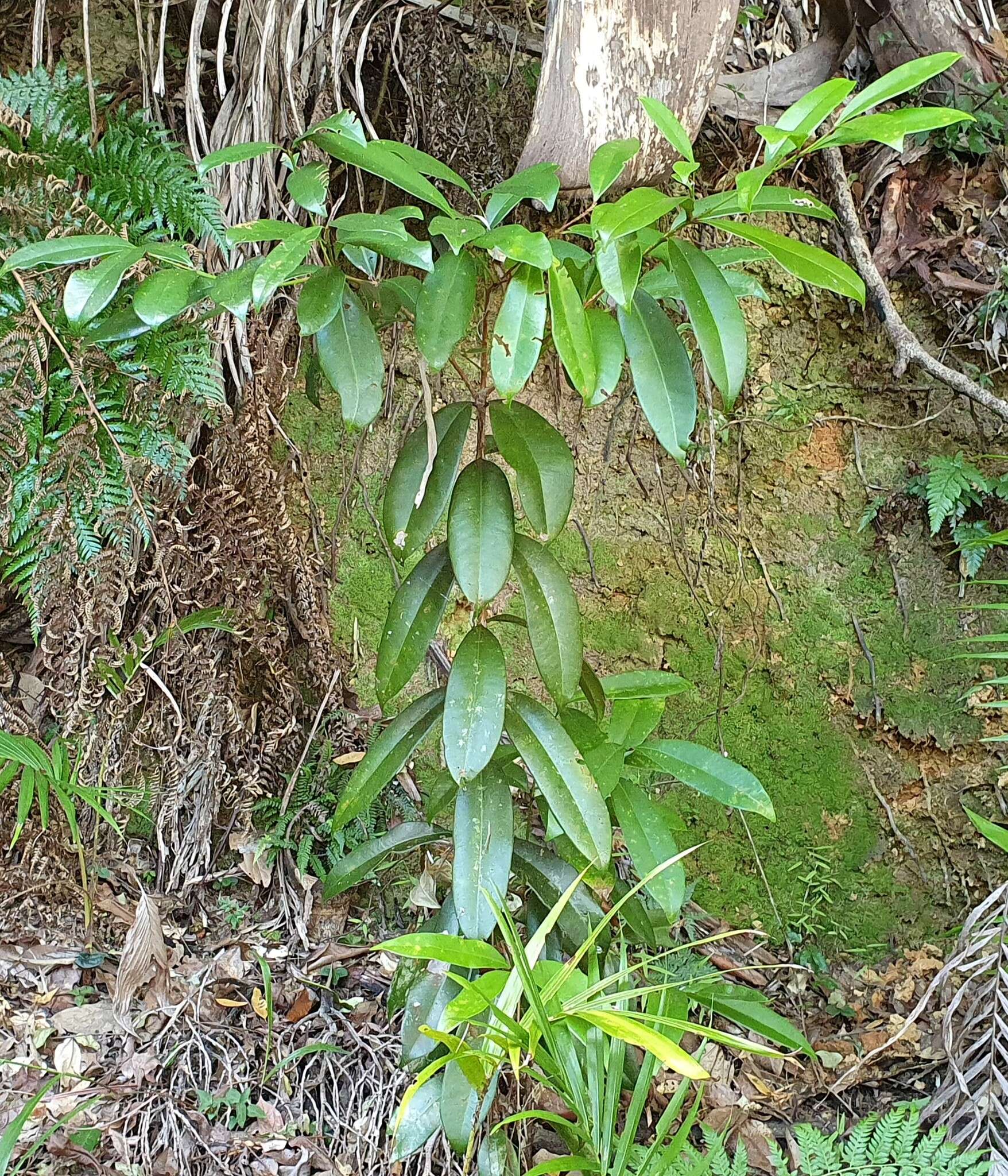 Image of Syzygium moorei (F. Müll.) L. A. S. Johnson