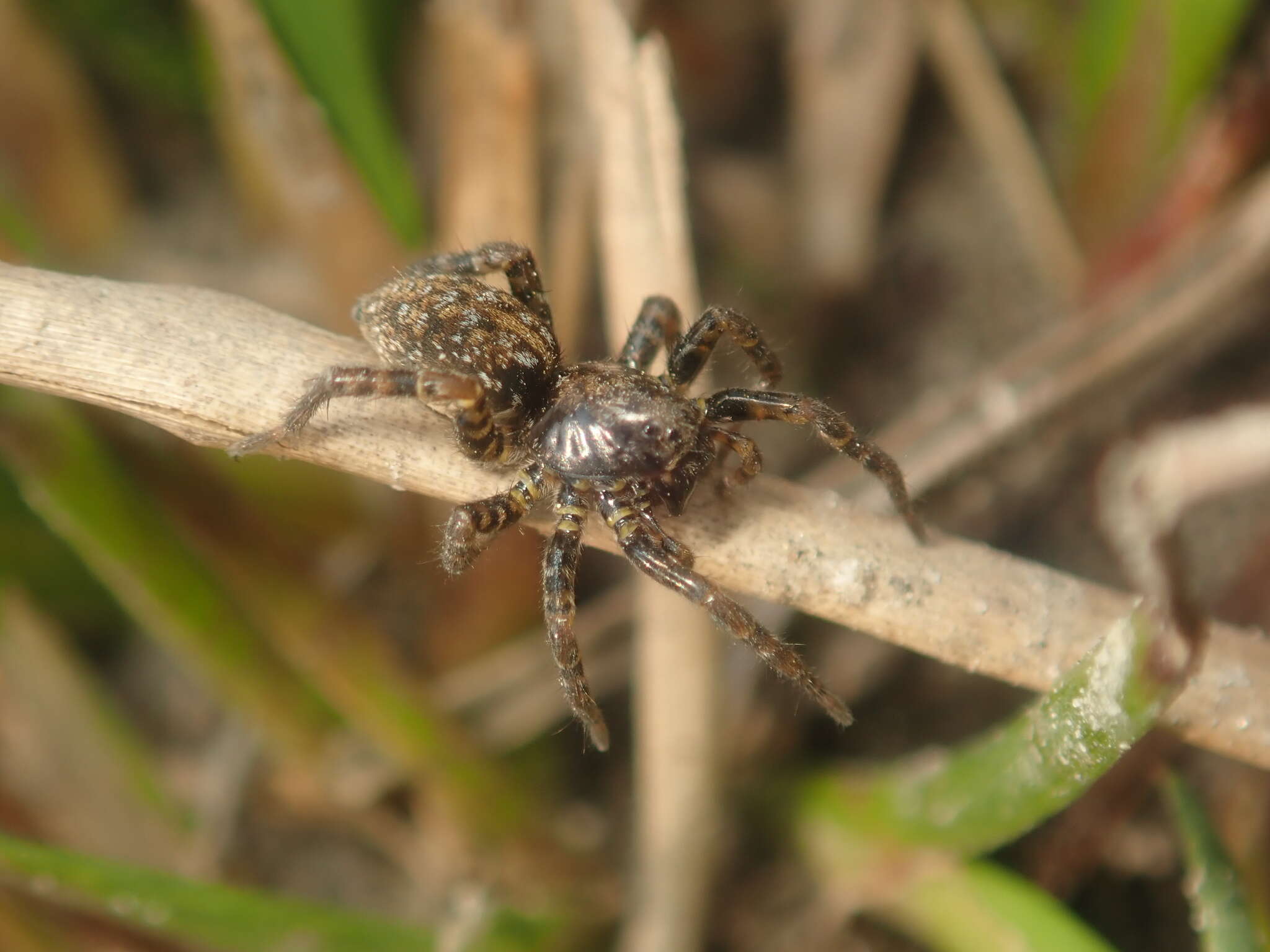 صورة Arctosa leopardus (Sundevall 1833)