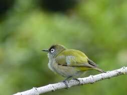 Zosterops olivaceus (Linnaeus 1766) resmi