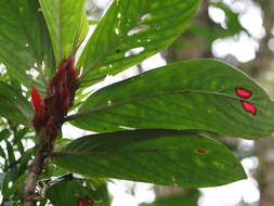 Image of Columnea dimidiata (Benth.) Kuntze