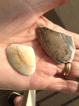 Image of Pismo clam