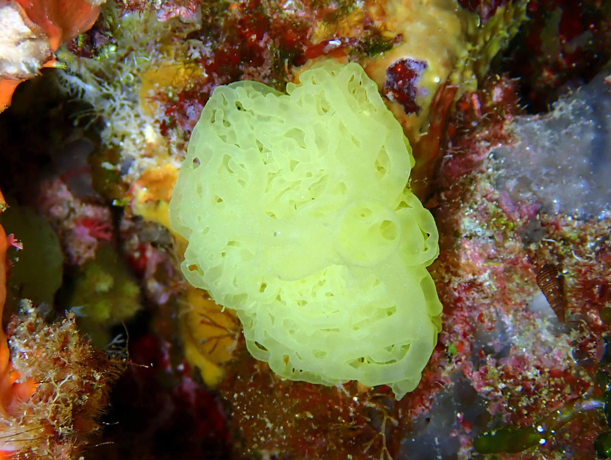 Image of yellow Clathrina