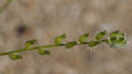 Слика од Cryptantha decipiens (M. E. Jones) Heller