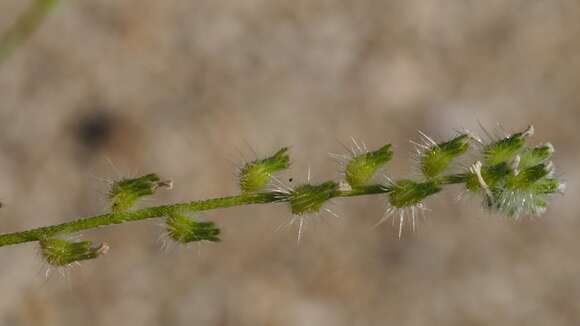 Image of gravelbar cryptantha