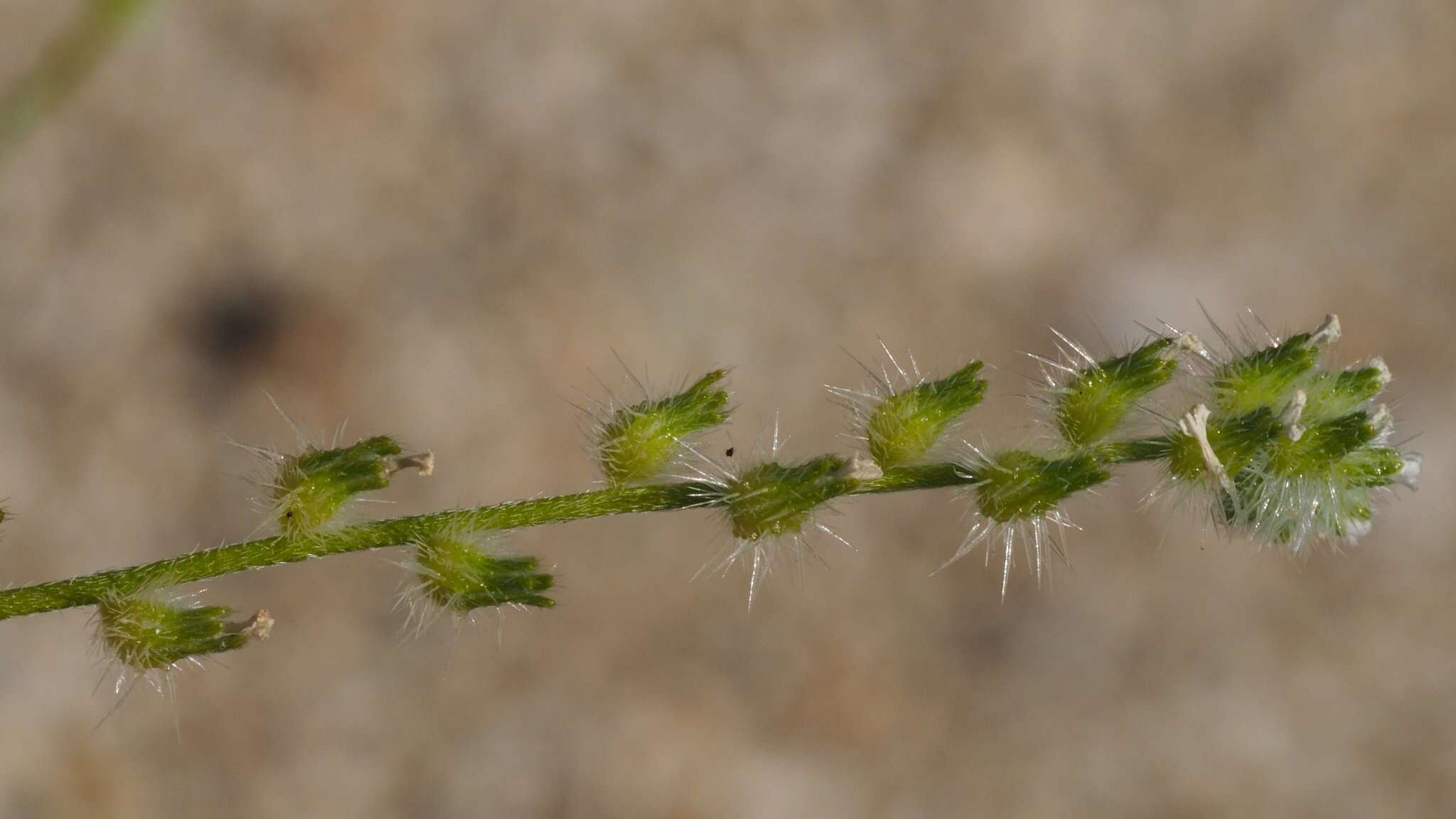 Слика од Cryptantha decipiens (M. E. Jones) Heller