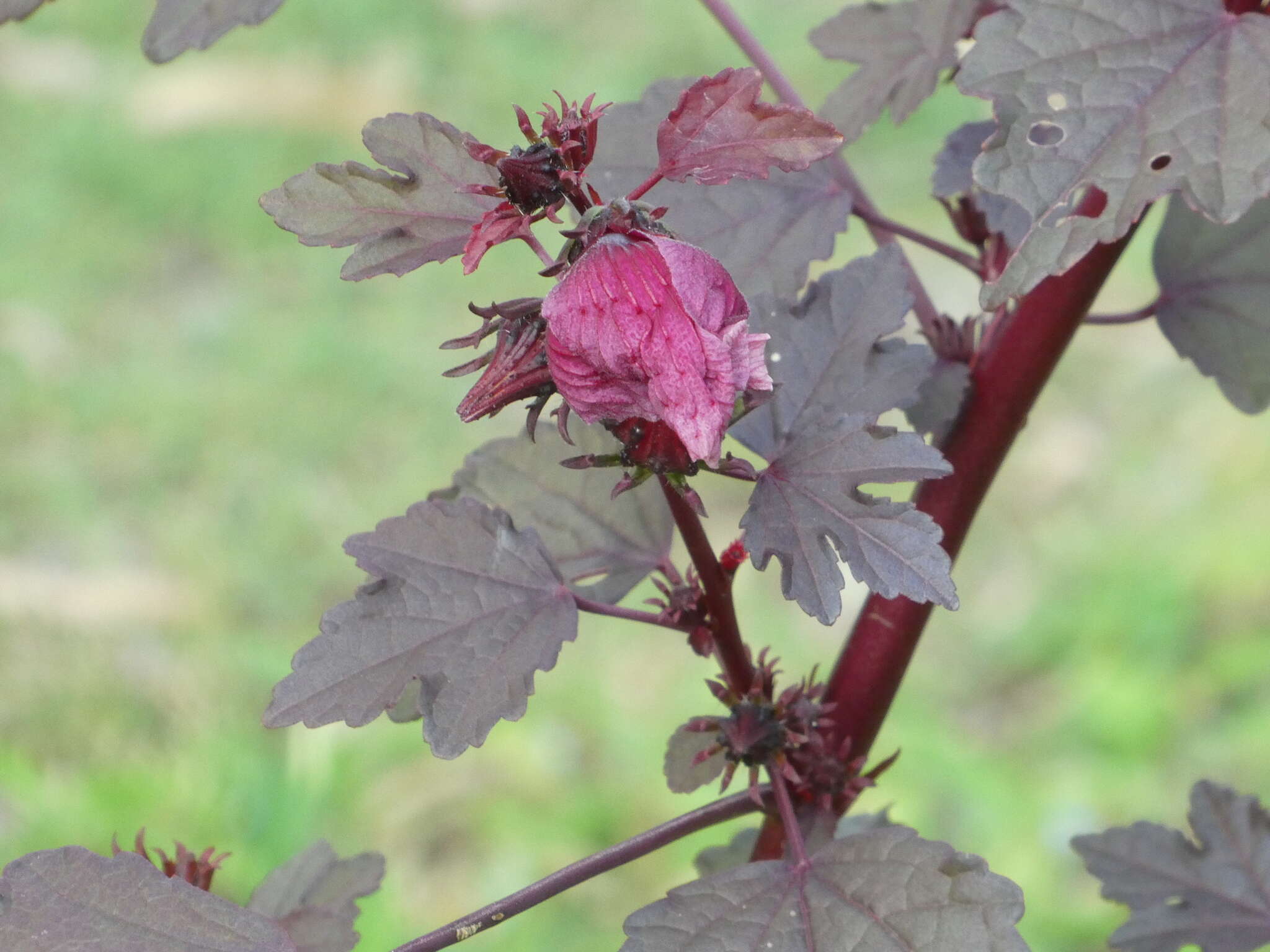 Image of African rosemallow