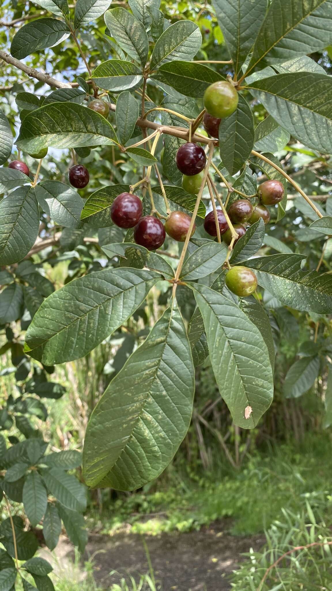 Image de Vitex megapotamica (Spreng.) Moldenke