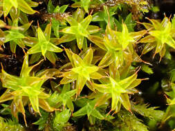 Image of Syntrichia norvegica Weber 1804