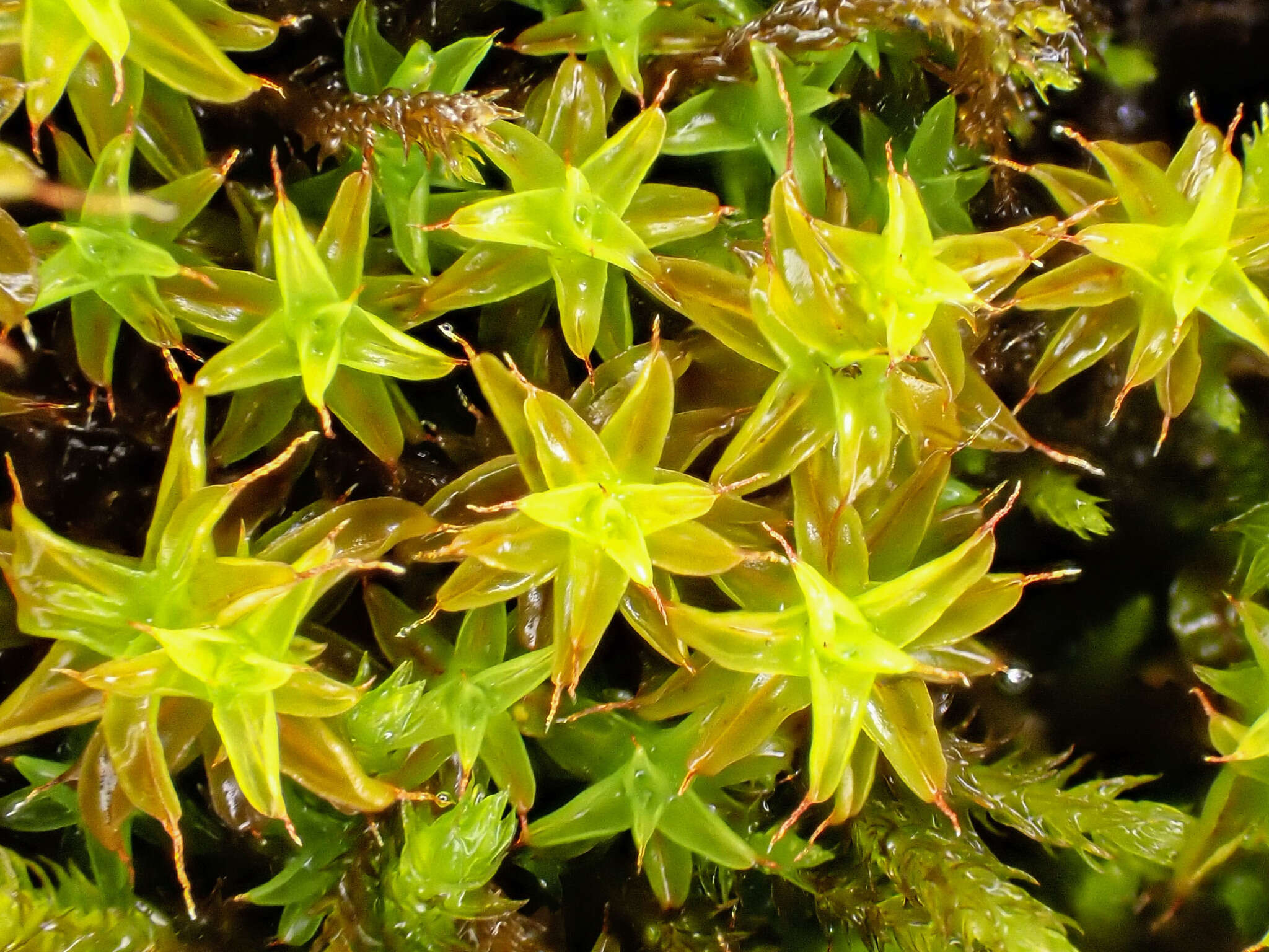 صورة Syntrichia norvegica Weber 1804