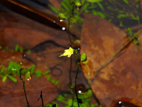 Image de Utricularia pusilla Vahl