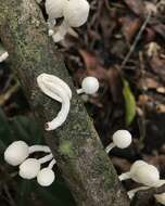 Image of Marasmiellus cubensis (Berk. & M. A. Curtis) Singer 1962