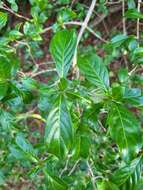 Image of thicket wild coffee