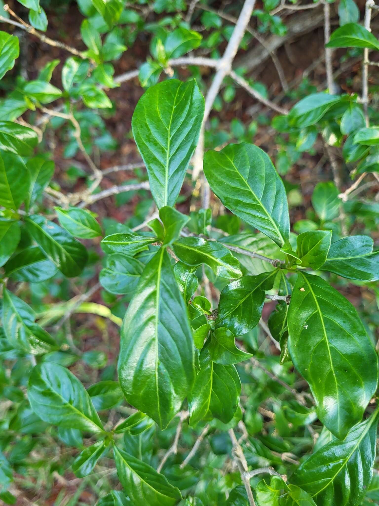 Image of thicket wild coffee