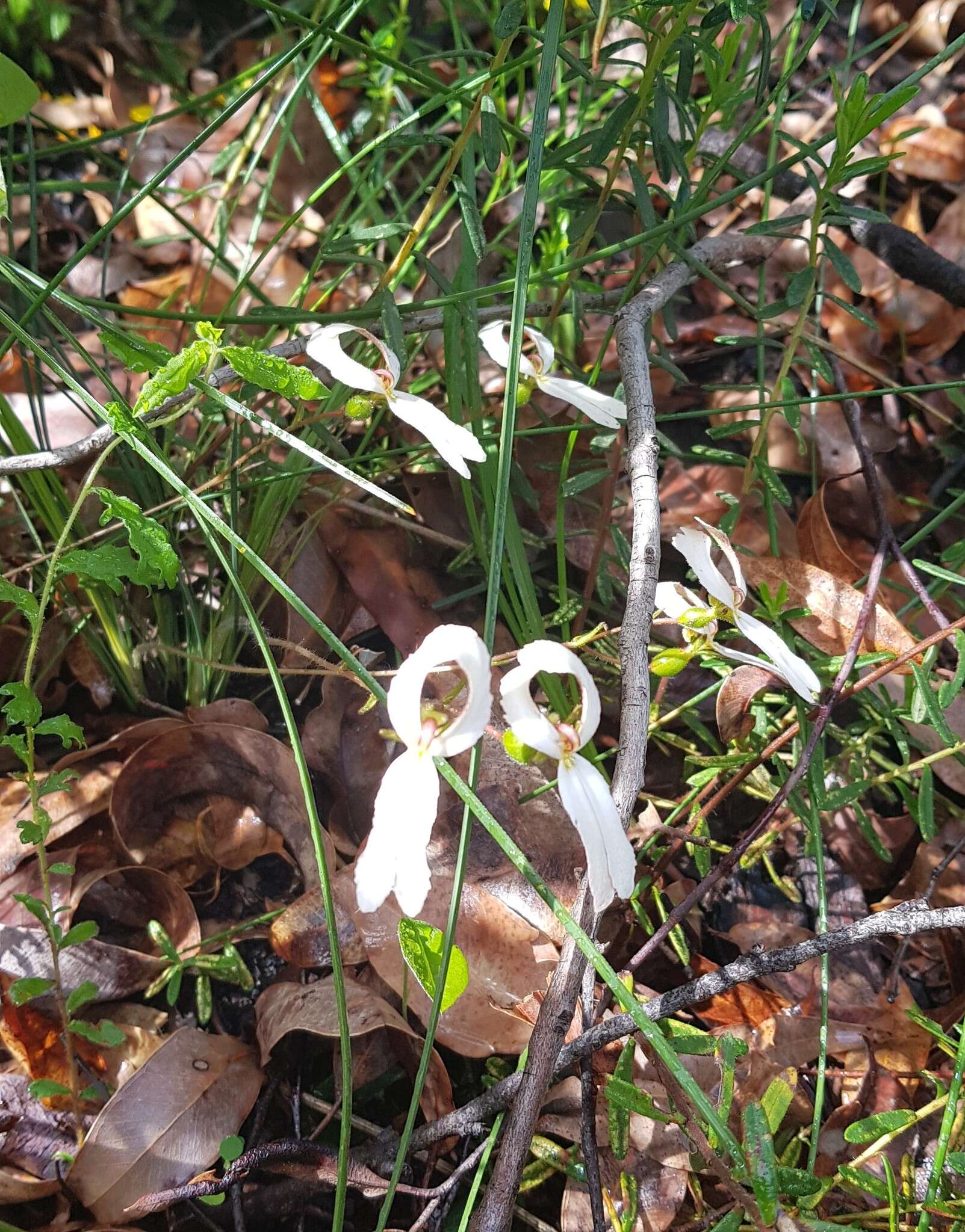 Image of Stylidium schoenoides DC.