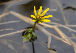 Image of Beck's water-marigold