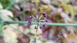 Image of American spikenard