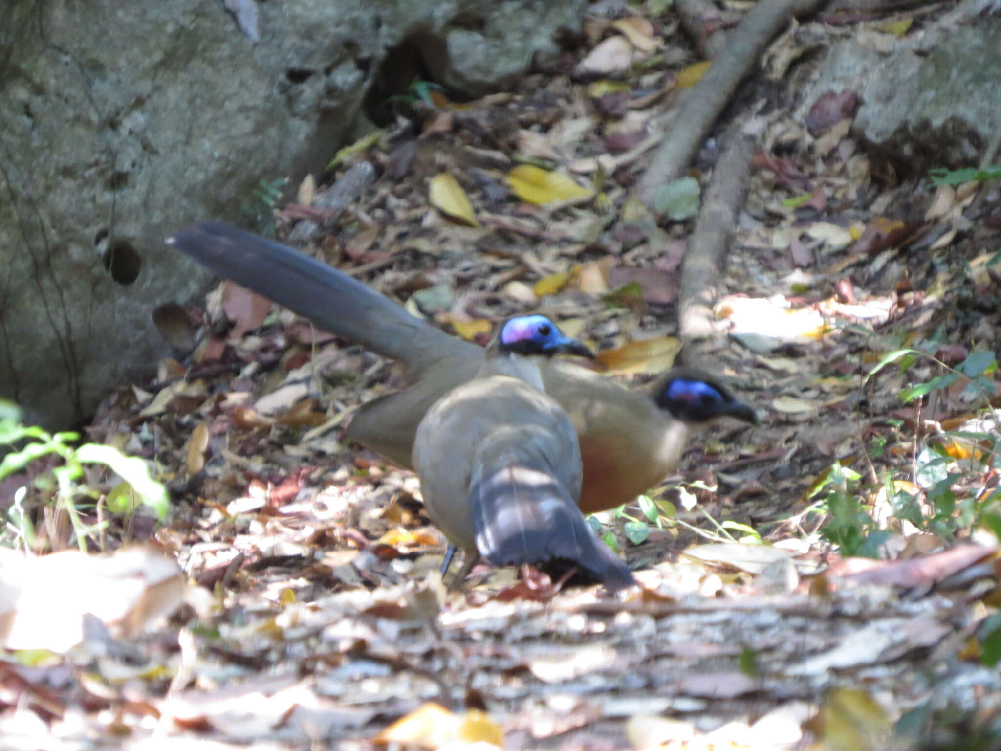 Image of Giant Coua