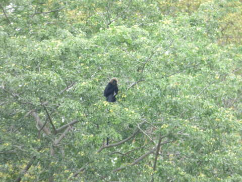 Image of Black Leaf Monkey