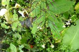 Image of Impatiens radiata Hook. fil.