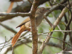 Image of Grey-olive Bulbul