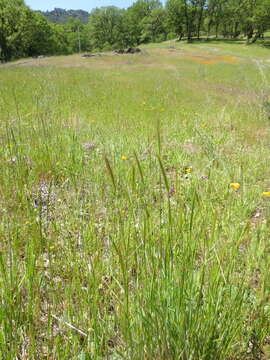 Image of meadow barley