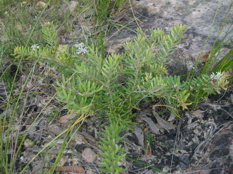 Image of Grevillea phylicoides R. Br.