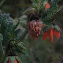 Image of Nasa ranunculifolia subsp. cymbopetala (Urb. & Gilg) Weigend
