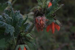 Image of Nasa ranunculifolia subsp. cymbopetala (Urb. & Gilg) Weigend