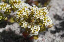 Crassula filiformis (Eckl. & Zeyh.) Dietr. resmi