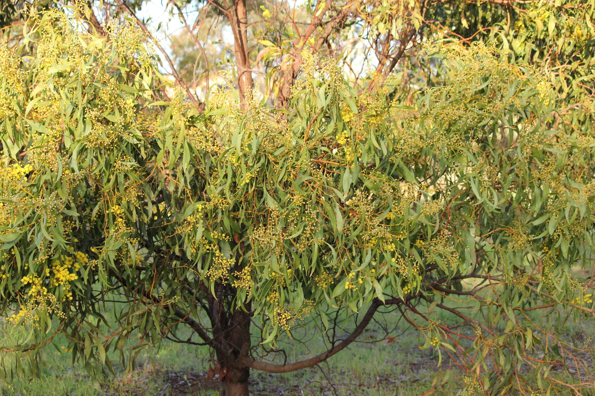 Sivun Acacia pycnantha Benth. kuva