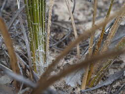 Sivun Lomandra leucocephala subsp. robusta A. T. Lee kuva