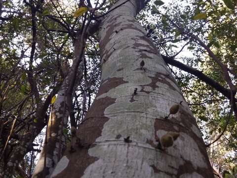 Image of Ficus coronata de Spin