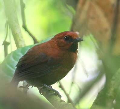 Image of Ruddy Spinetail