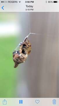 Image of Trashline orbweaver