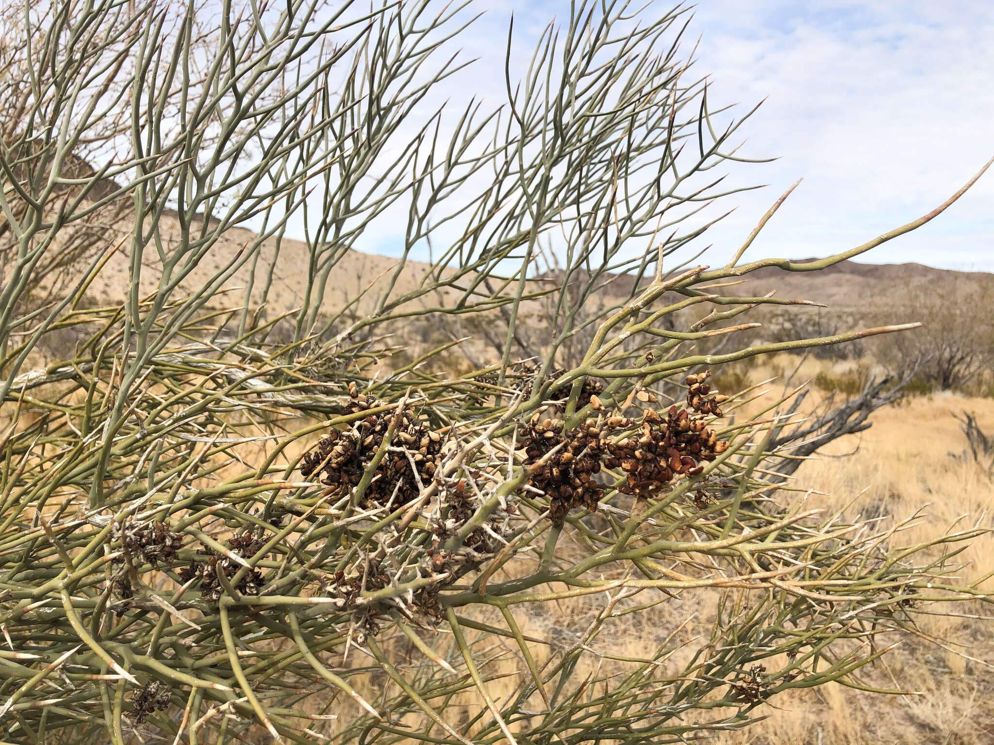 Image of crucifixion thorn