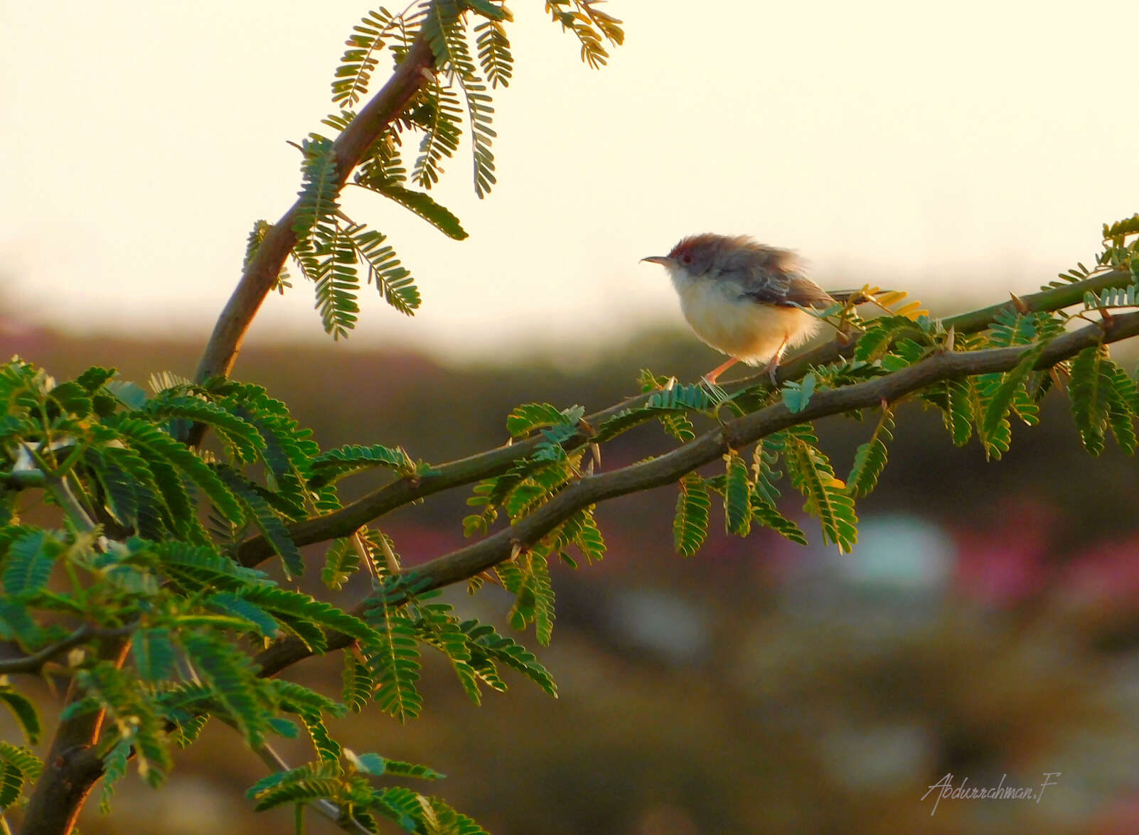 Plancia ëd Prinia rufifrons Rüppell 1840