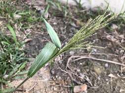 Image de Paspalum paniculatum L.