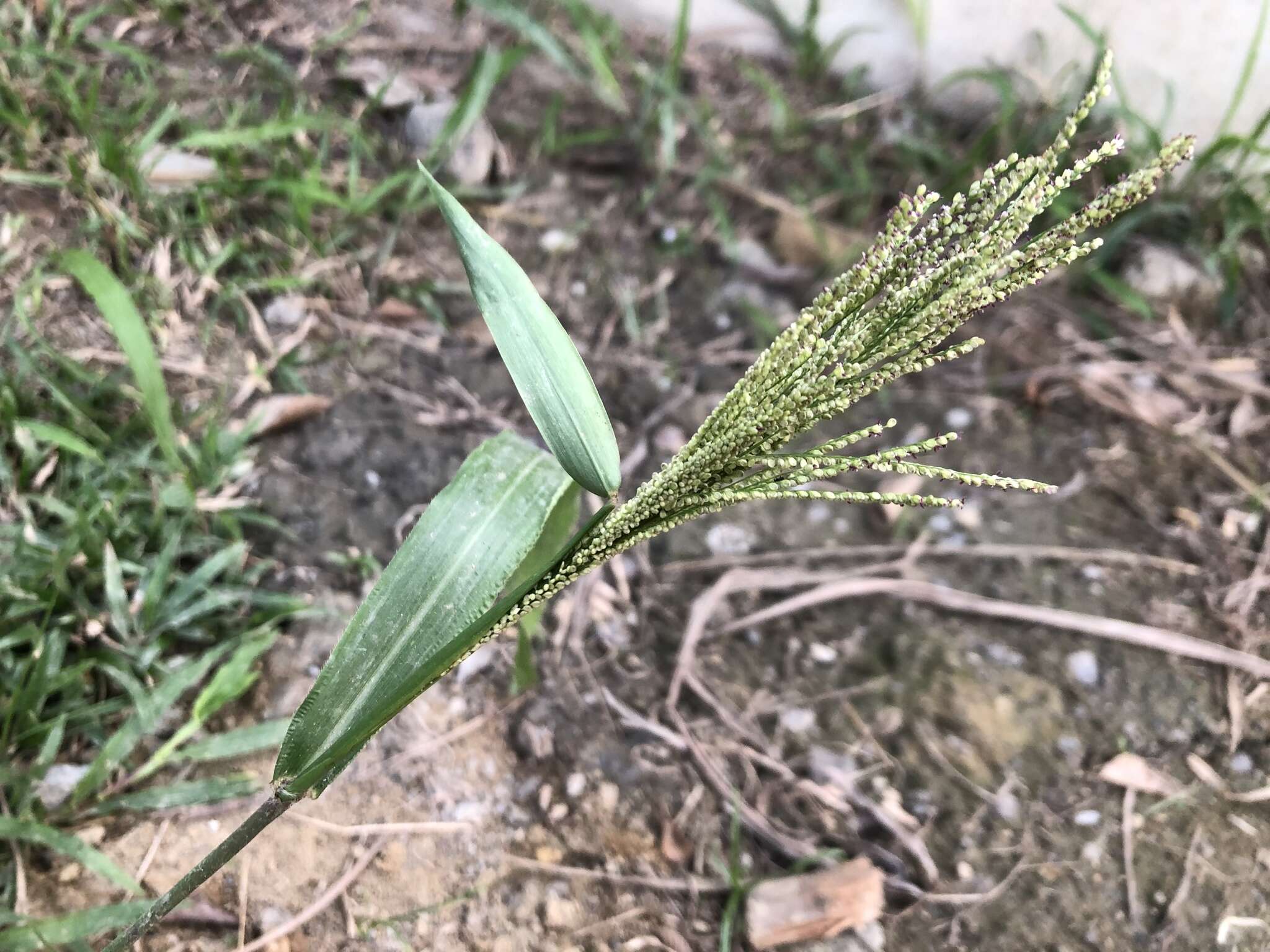 Image de Paspalum paniculatum L.