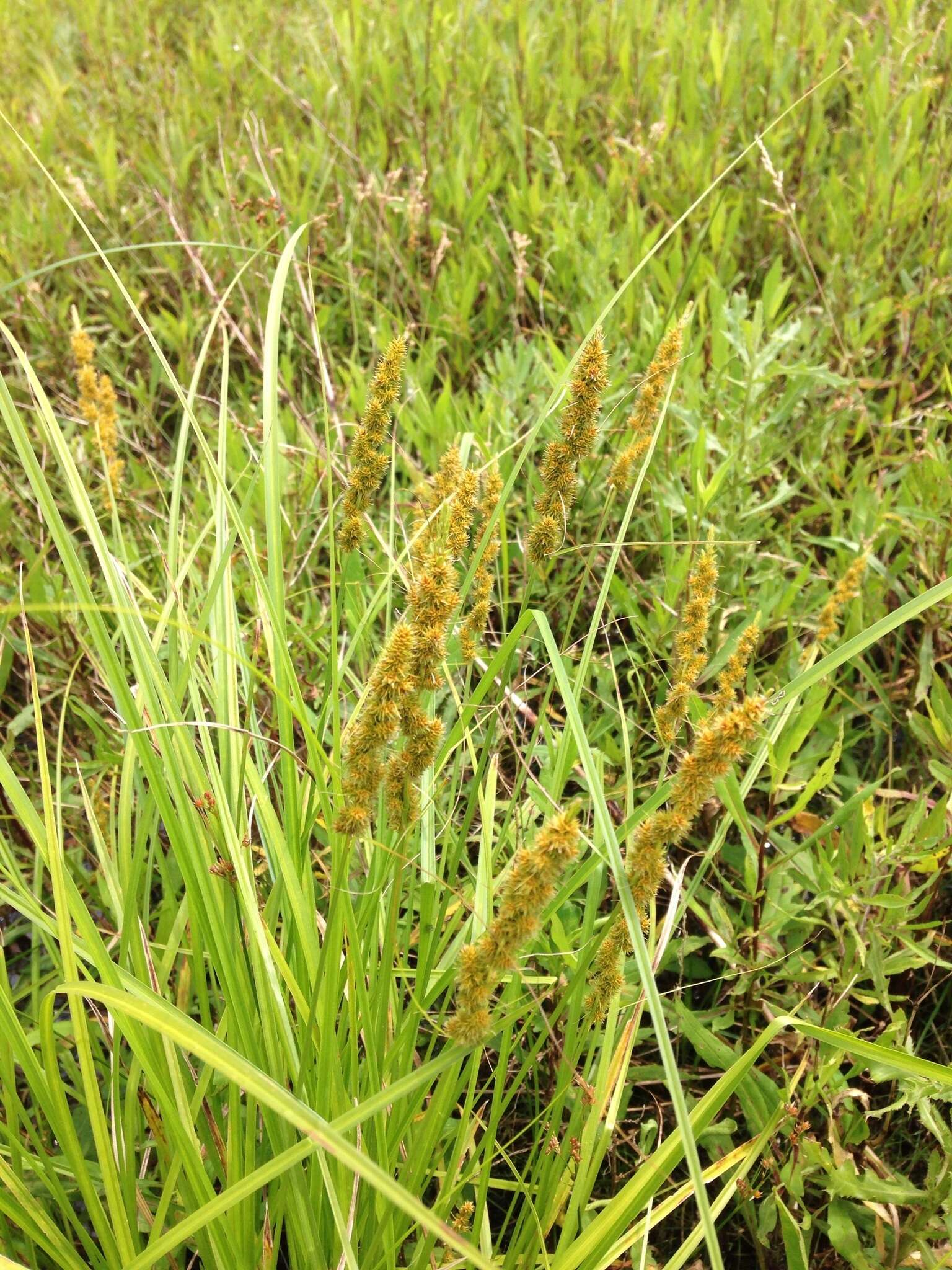 Image of Brown fox sedge