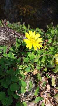 Image of creeping lettuce