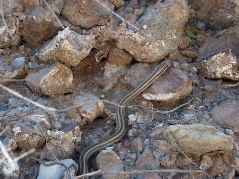 Pseudalsophis elegans (Tschudi 1845) resmi