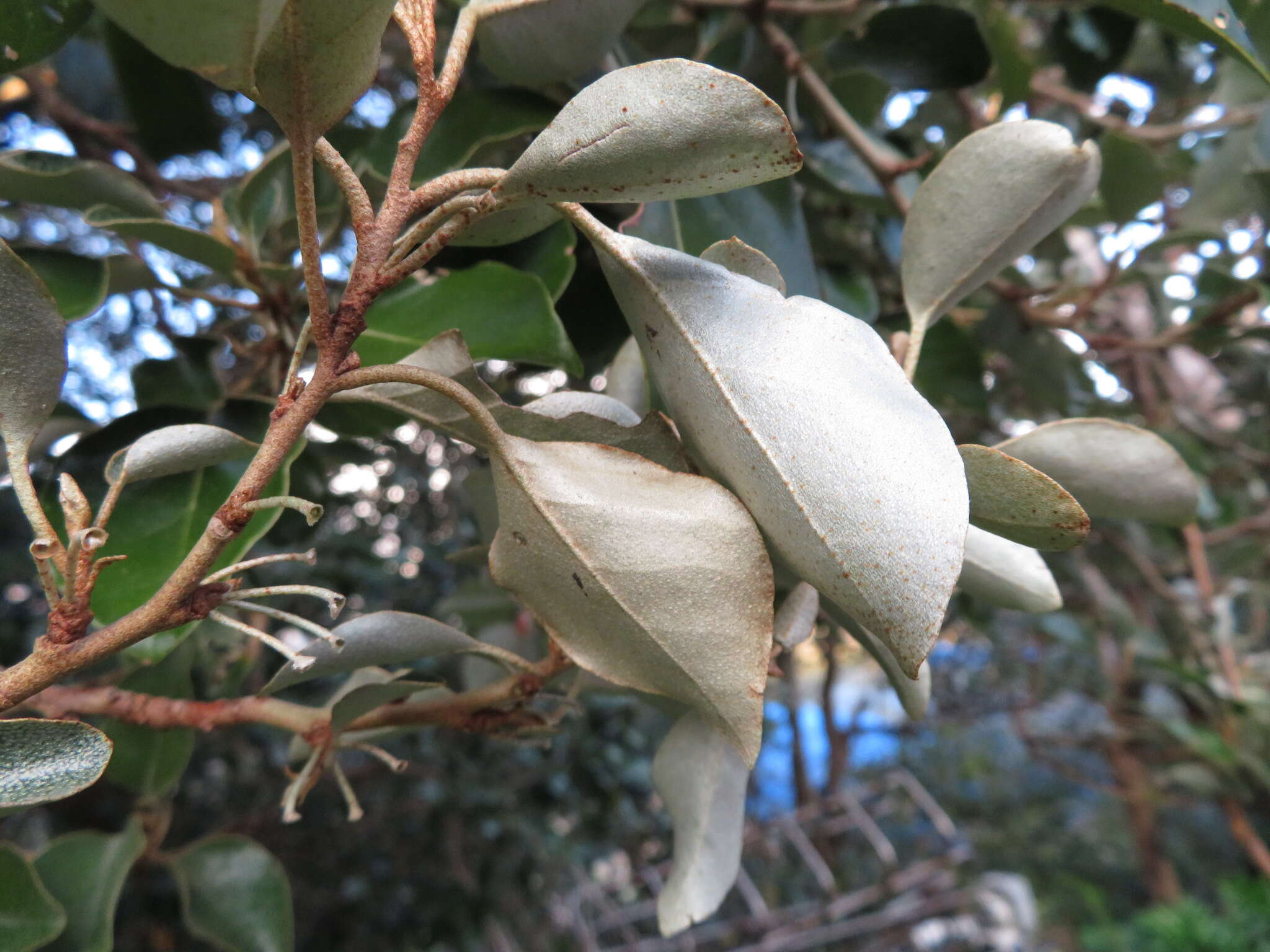 Image of Elaeagnus macrophylla Thunb.