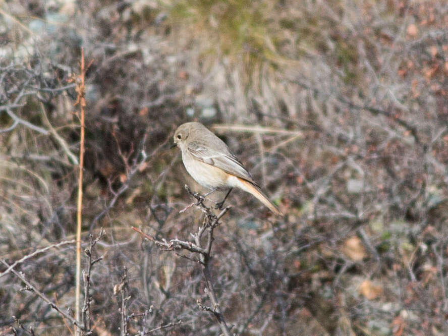 Image of Eversmann's Redstart