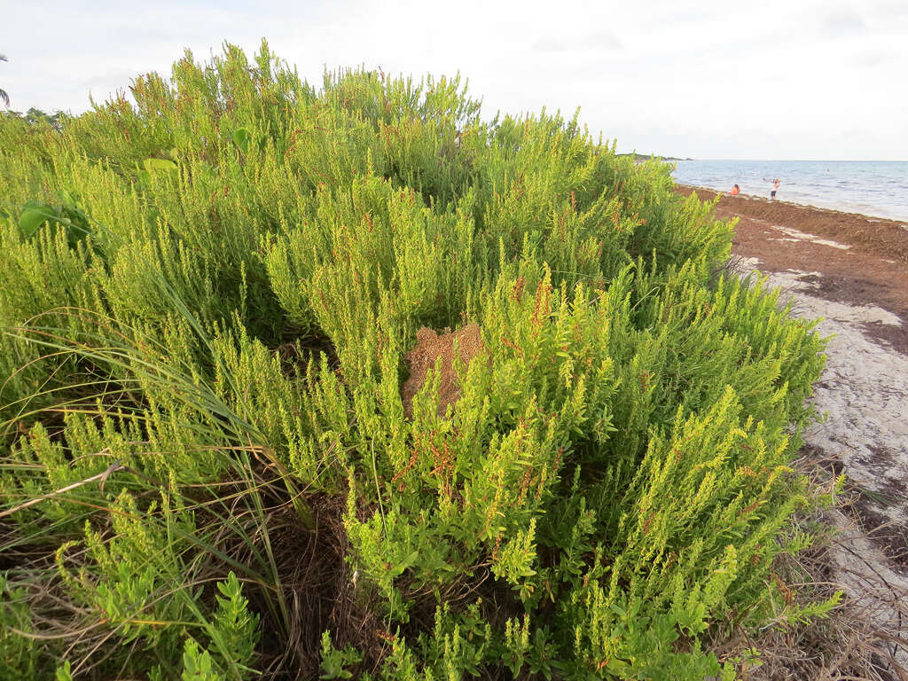 Image of seacoast marsh elder