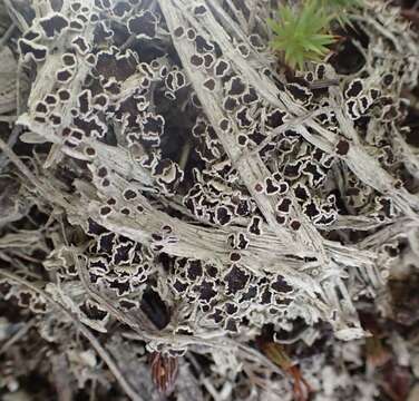 Imagem de Lecanora epibryon subsp. broccha (Nyl.) Lumbsch