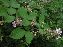 Image of Rubus rhombifolius Weihe ex Boenn.